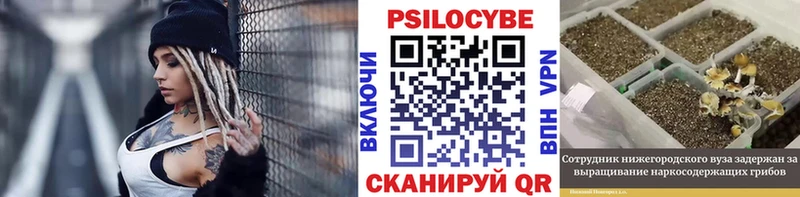 закладки  Судогда  Псилоцибиновые грибы GOLDEN TEACHER 